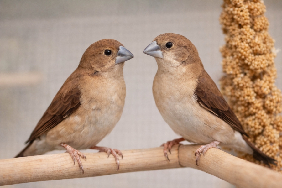 Hopeanokka Lonchura malabarica Indian Silverbill