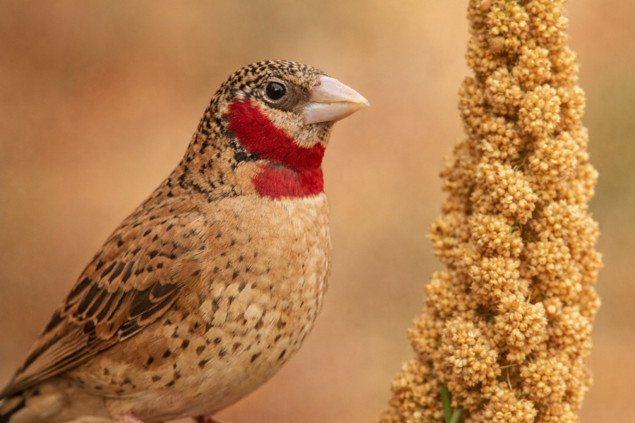 Viiltopeippo Amadina fasciata