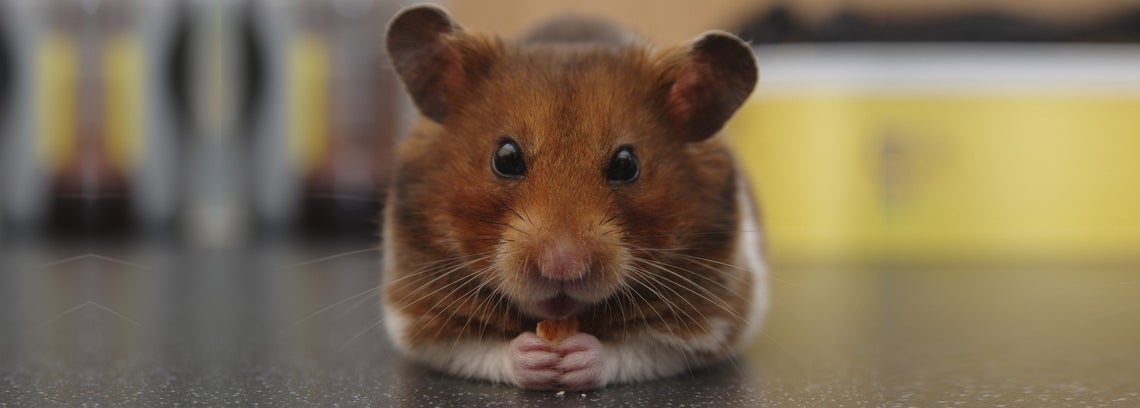 Hamsterin hoito ja ruokinta