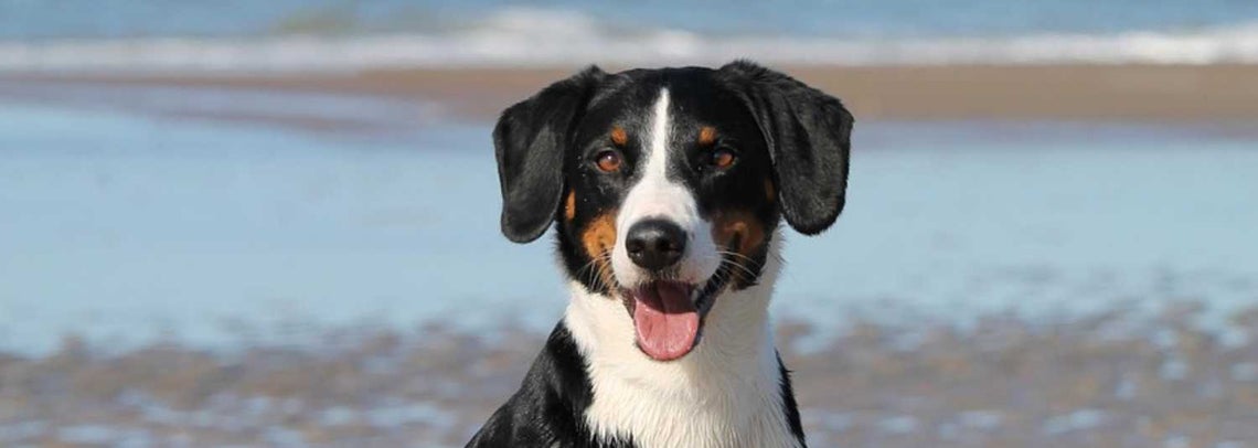 Hypoallergeeninen koiranruoka