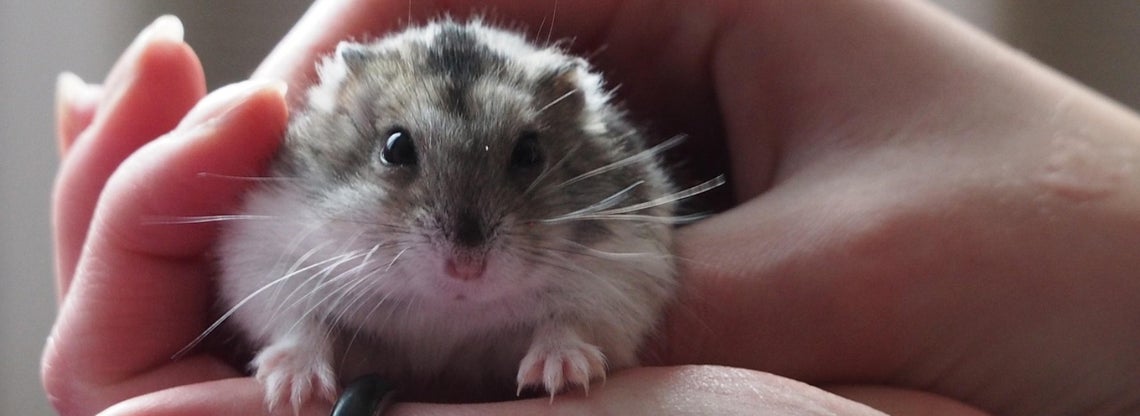 K&auml;&auml;pi&ouml;hamsterien hoito ja ruokinta