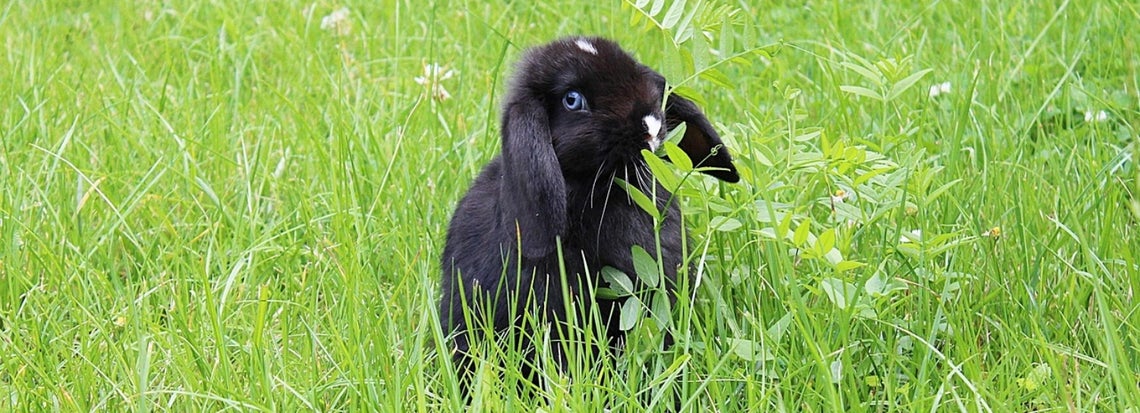 Kanin hampaiden hoito