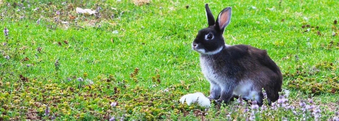 Kanin hoito ja ruokinta