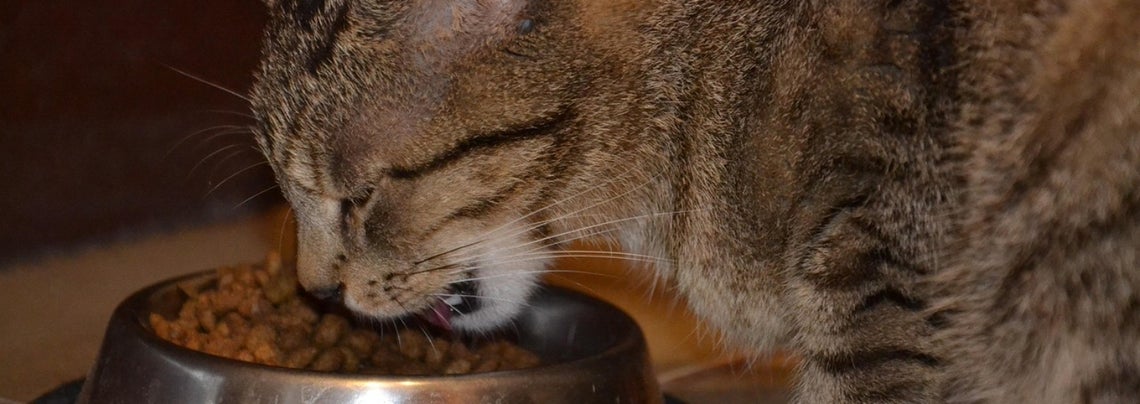 Miten aikuista kissaa ruokitaan?