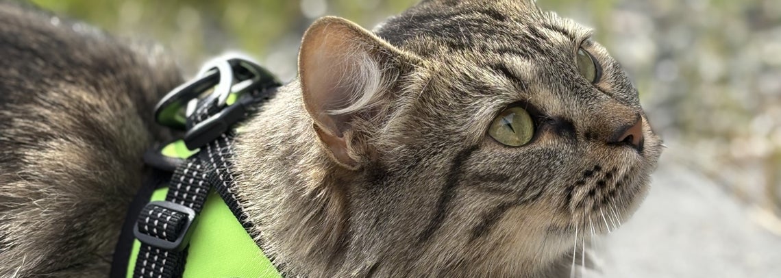 Kissa, ulkoilu ja kissan valjaat