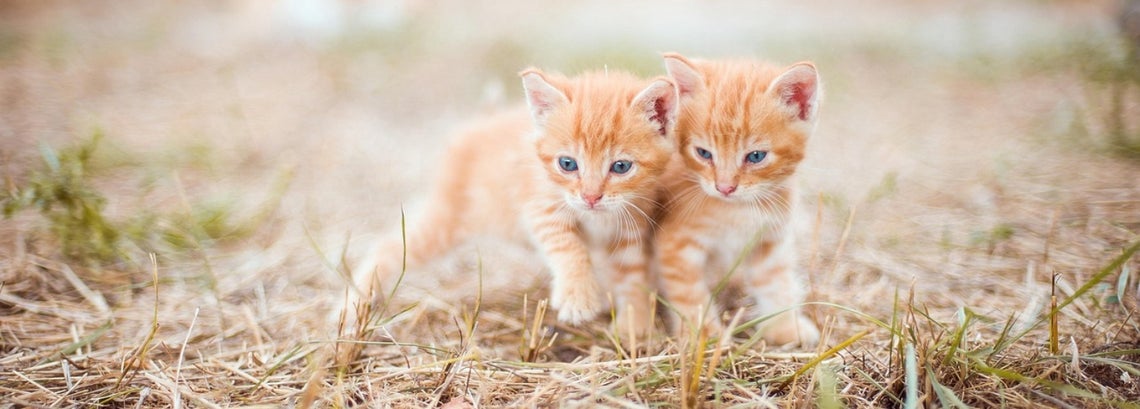 Miten kissanpentua ruokitaan?