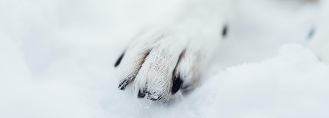 Kuinka koiran kynsi&auml; hoidetaan?