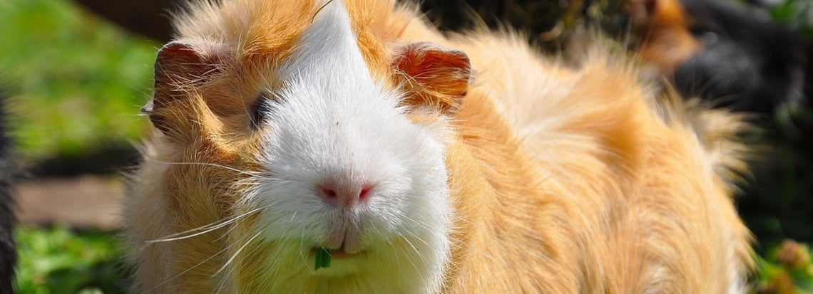 Marsun hoito ja ruokinta