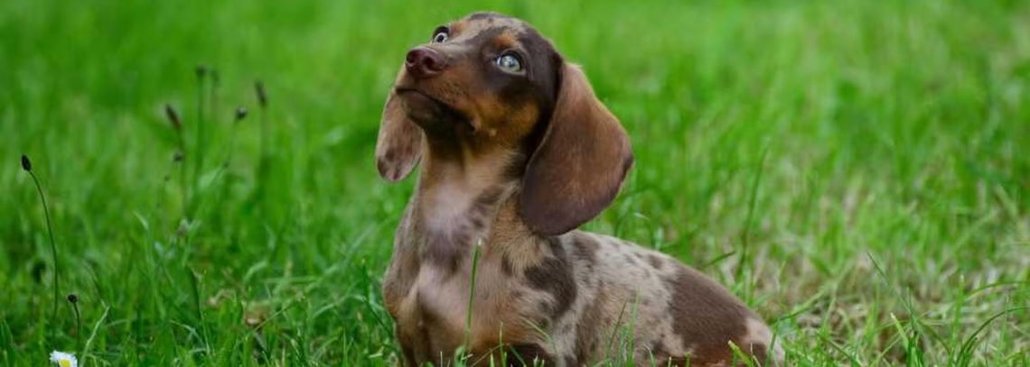 Koiranpennun ruokinta