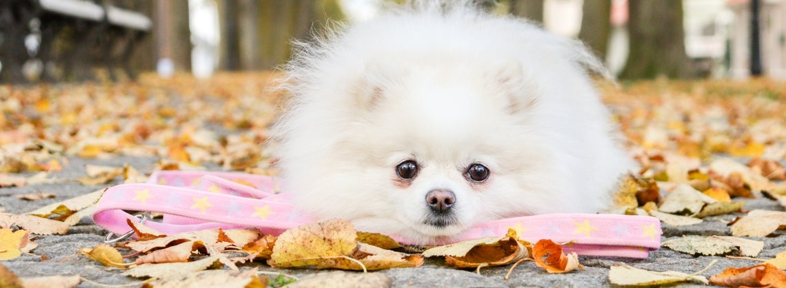Mink&auml;lainen talutin koiranpennulle?