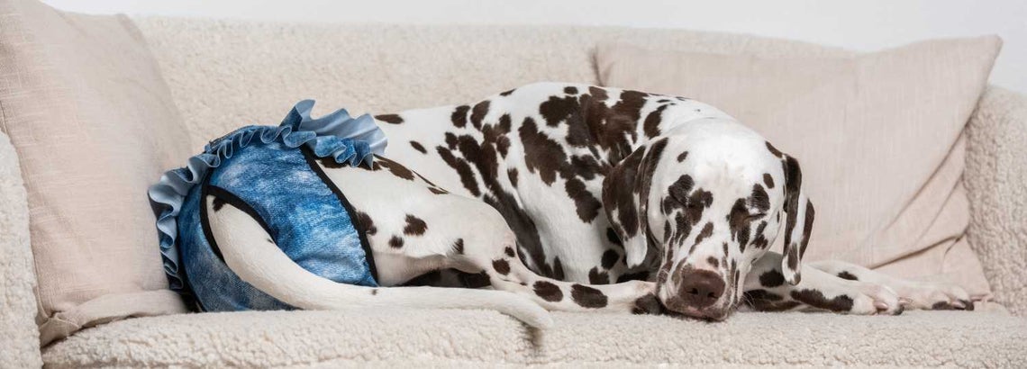 Virtsankarkailu koiralla