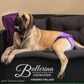 Mastiffi Palma poseeraa sohvalla yll&auml;&auml;n violettiset Ballerinat kokoa XL kuva: Sarianna Sepp&auml;