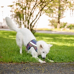 FINNERO GLOW Heijastinliivi koiralle - koko L