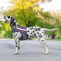 FINNERO GLOW Heijastinliivi koiralle - koko XL