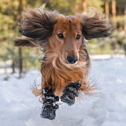 FINNERO HALLA Softshell tossut koiralle