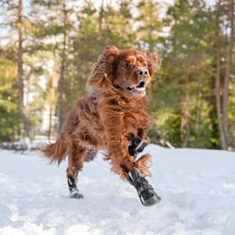 FINNERO HALLA Softshell tossut koiralle - koko L