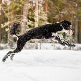 FINNERO HALLA Softshell tossut koiralle - koko XS