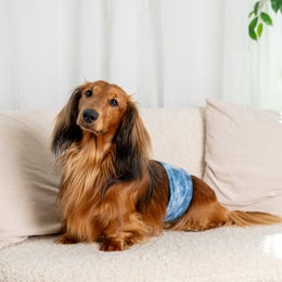 FINNERO JustinCase Denim &ndash; Urosvy&ouml; koiralle, koko S