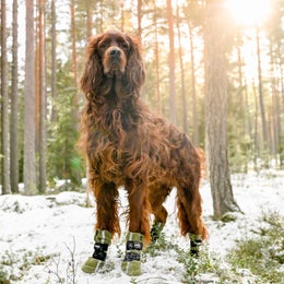 FINNERO HALLA Heijastavat fleece tossut koiralle &ndash; vihre&auml;, koko L