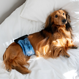 FINNERO JustinCase DENIM Urosvy&ouml; koiralle - sininen