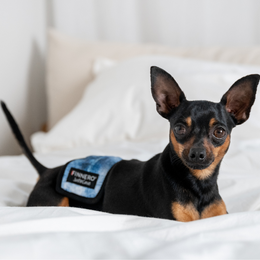 FINNERO JustinCase DENIM Urosvy&ouml; koiralle - sininen