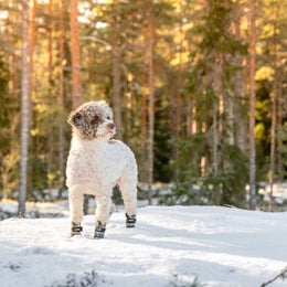 FINNERO HALLA Heijastavat fleece tossut koiralle &ndash; harmaa, koko S