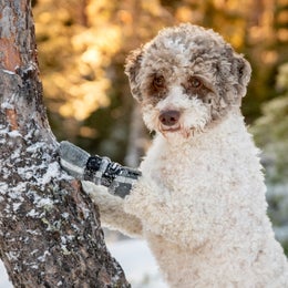 FINNERO HALLA Heijastavat fleece tossut koiralle &ndash; harmaa, koko S