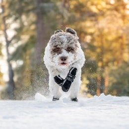 FINNERO HALLA Softshell Heijastavat tossut koiralle, 4 kpl/pkt