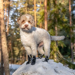 Lagotto Romagno: FINNERO HALLA SOFTSHELL tossut koossa S