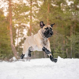 FINNERO HALLA Softshell tossut koiralle - koko XL