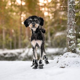 K&auml;&auml;pi&ouml;villakoira: FINNERO HALLA SOFTSHELL tossut koossa XS.