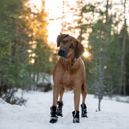 FINNERO HALLA Softshell Heijastavat tossut koiralle, 4 kpl/pkt