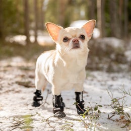 Chihuahua: FINNERO HALLA SOFTSHELL tossut koossa XS