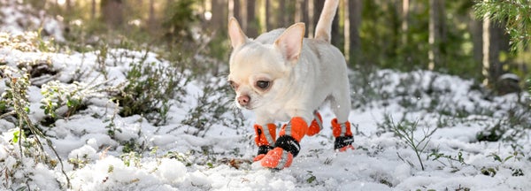 Koiran l&auml;mm&ouml;ns&auml;&auml;tely - mit&auml; huomioida?