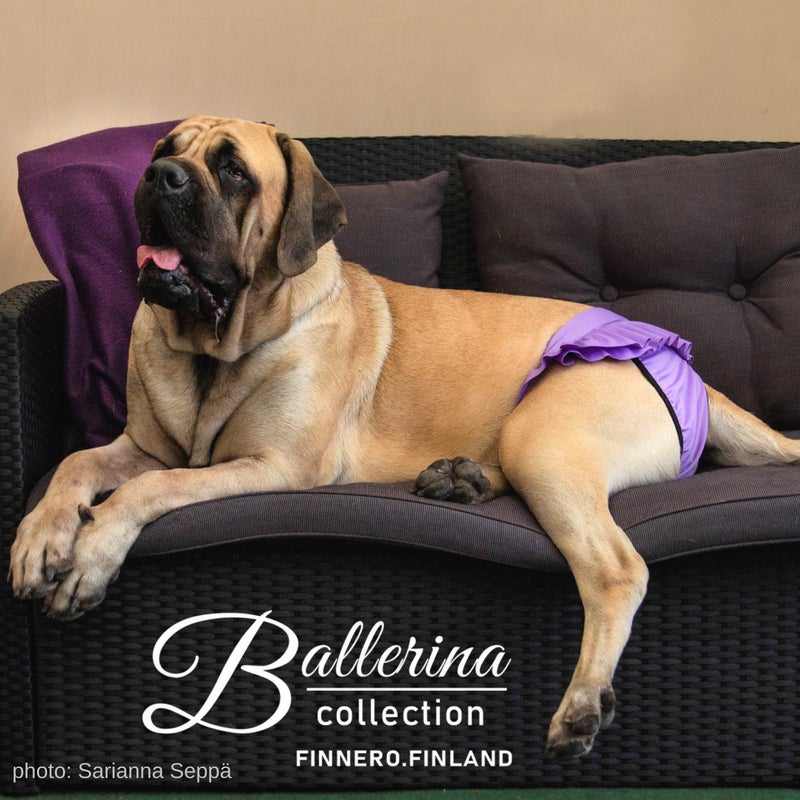 Mastiffi Palma poseeraa sohvalla yll&auml;&auml;n violettiset Ballerinat kokoa XL kuva: Sarianna Sepp&auml;